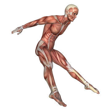 3D Rendering Male Anatomy Figure on White