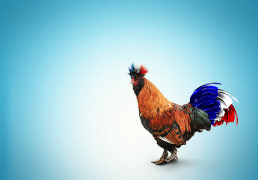 france, french colored rooster with big tail