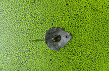 Black Leaf On Duckweed In A Canal