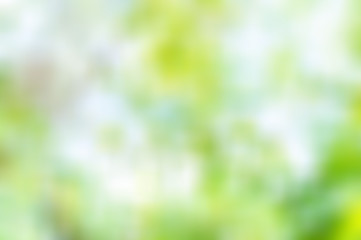 Wall Mural - texture bokeh style , summer bokeh blur style background