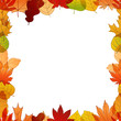 Different color autumn leaves