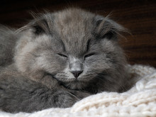 Gray Cat Sleeping. Many Fur, Muzzle Contented Kitten Close