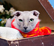 Portrait of naked lop-eared cat breed Ukrainian Levkoy in red sc