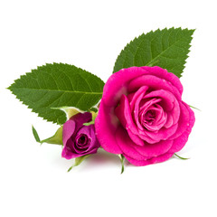 pink rose flower bouquet isolated on white background cutout