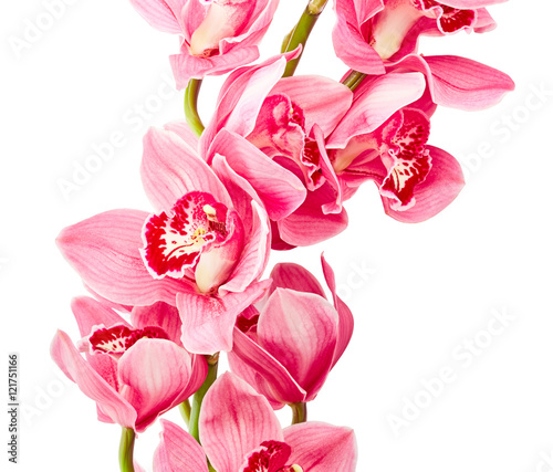 Orchid flowers