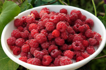 ripe juicy red raspberries on a white plate