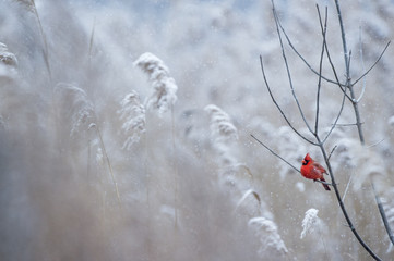 Wall Mural - a male northern cardinal perches on a branch on a cold snowy day in winter.