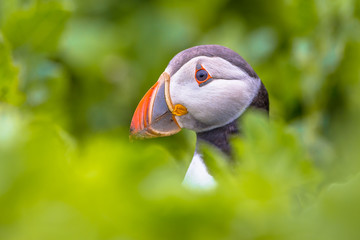 Wall Mural - Puffin Portrait peeking