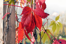 Red Vine Leaves In Vineyard At Autumn Time
