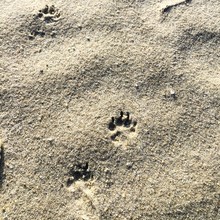 Raccoon Tracks Free Stock Photo - Public Domain Pictures