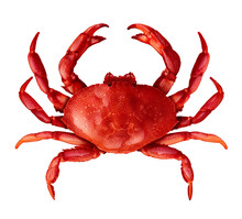 Crab Isolated