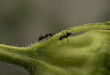 Zwei Ameisen auf einer Blume
