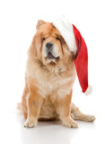 Fototapeta Psy - Chow-Chow in a red Santa Claus hat in studio on white background