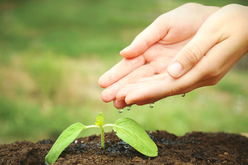 Wall Mural - Woman hands watering plant in garden