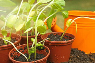 Wall Mural - Seedling in pots with orange watering can