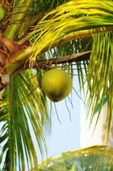 Wall Mural - coconuts on the palm