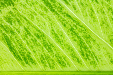 Leaf texture or leaf background for design with copy space for text or image. Abstract green leaf.