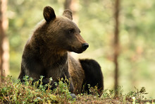 Brown Bear Portrait With Mosquitoes