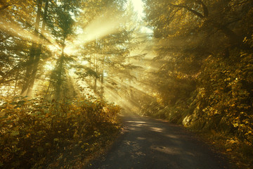 Sun rays in a golden autumn forest