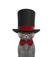 Cute Cat In A High Hat Cylinder And Necktie