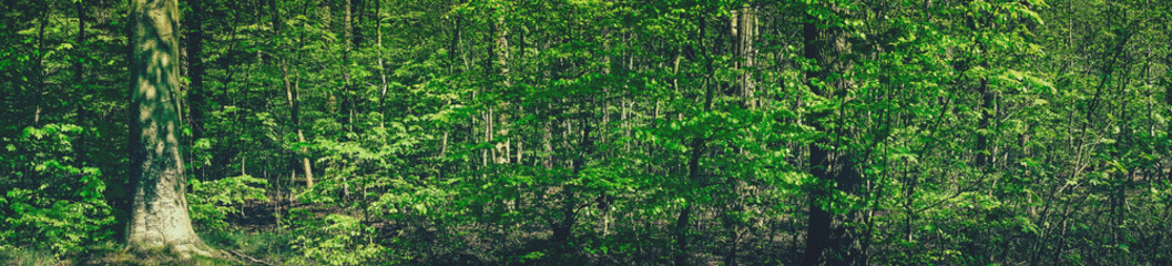 Wall Mural - spring in the forest scenery