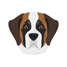 Saint Bernard Dog Isolated On White Background Vector Illustration