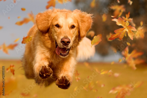 Hund, Golden Retriever springt durch Herbstlaub Poster