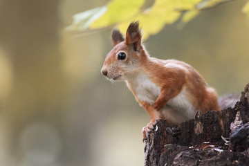 Wall Mural - funny fluffy red squirrel sitting on a stump in the autumn Park and eating the seeds