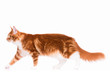 Portrait of domestic red Maine Coon kitten - 8 months old. Side view of a curious orange striped kitty walking, isolated on white background. Young cat walks and looking away.