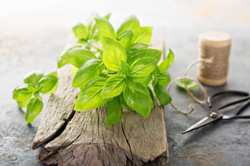 Fresh green basil on a wooden board