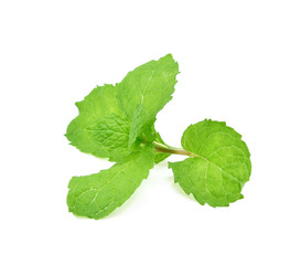 Wall Mural - Fresh mint leaf isolated on white background