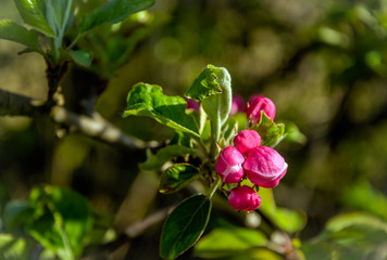 Sticker - Natural beauty of a dark pink budding wild apple tree