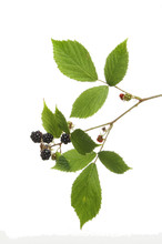 Blackberry Leaves And Fruit
