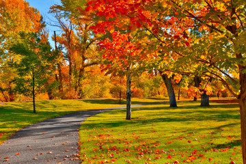 colorful autumn trees