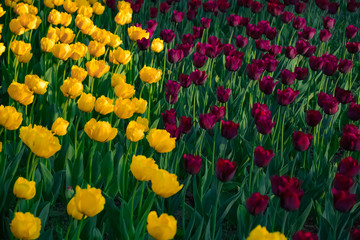 Wall Mural - Field Of Nature Tulips In The Park