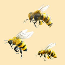 Watercolor Hand Drawn Bees