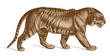 Tiger Vector Engraving vintage illustration