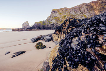 Wall Mural - Rocky beach