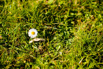 White daisy on a green spring grass