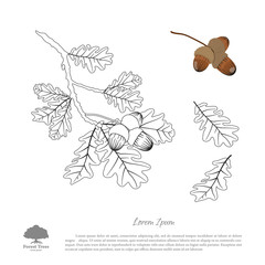 Wall Mural - Outline drawing of oak branches on a white background. Oak leave