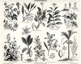 Plants, producing luxury or stimulant goods (from Meyers Lexikon, 1895, 7/338/339)