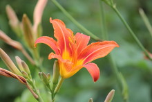 Orange Day Lily (Hemerocallis) Beside An Old Country Road. Day Lilies Are Rugged, Adaptable, Vigorous Perennials And Comes In A Variety Of Colors 