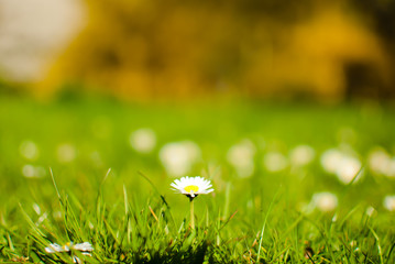 White daisies on a green spring grass