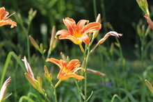 Orange Day Lily (Hemerocallis) Beside An Old Country Road. Day Lilies Are Rugged, Adaptable, Vigorous Perennials And Comes In A Variety Of Colors  