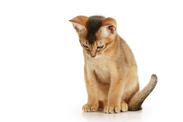 wild color abyssinian kitten 3 month sitting on white background looking down