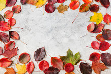 Colorful Autumn Leaves On A Grey Stone Background. Top View. Copy Space
