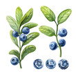 Blueberry. Watercolor botanical illustrations.