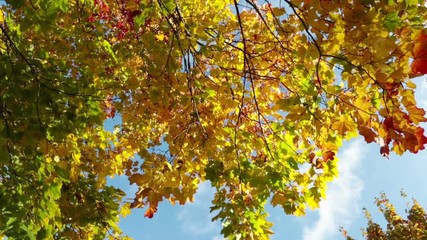 leaves fall from a bright autumn maple