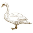 engraving illustration of swan