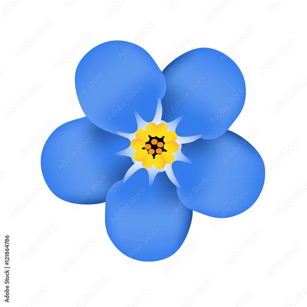 Forget me not flower blossom. Blue flower. Vector illustration